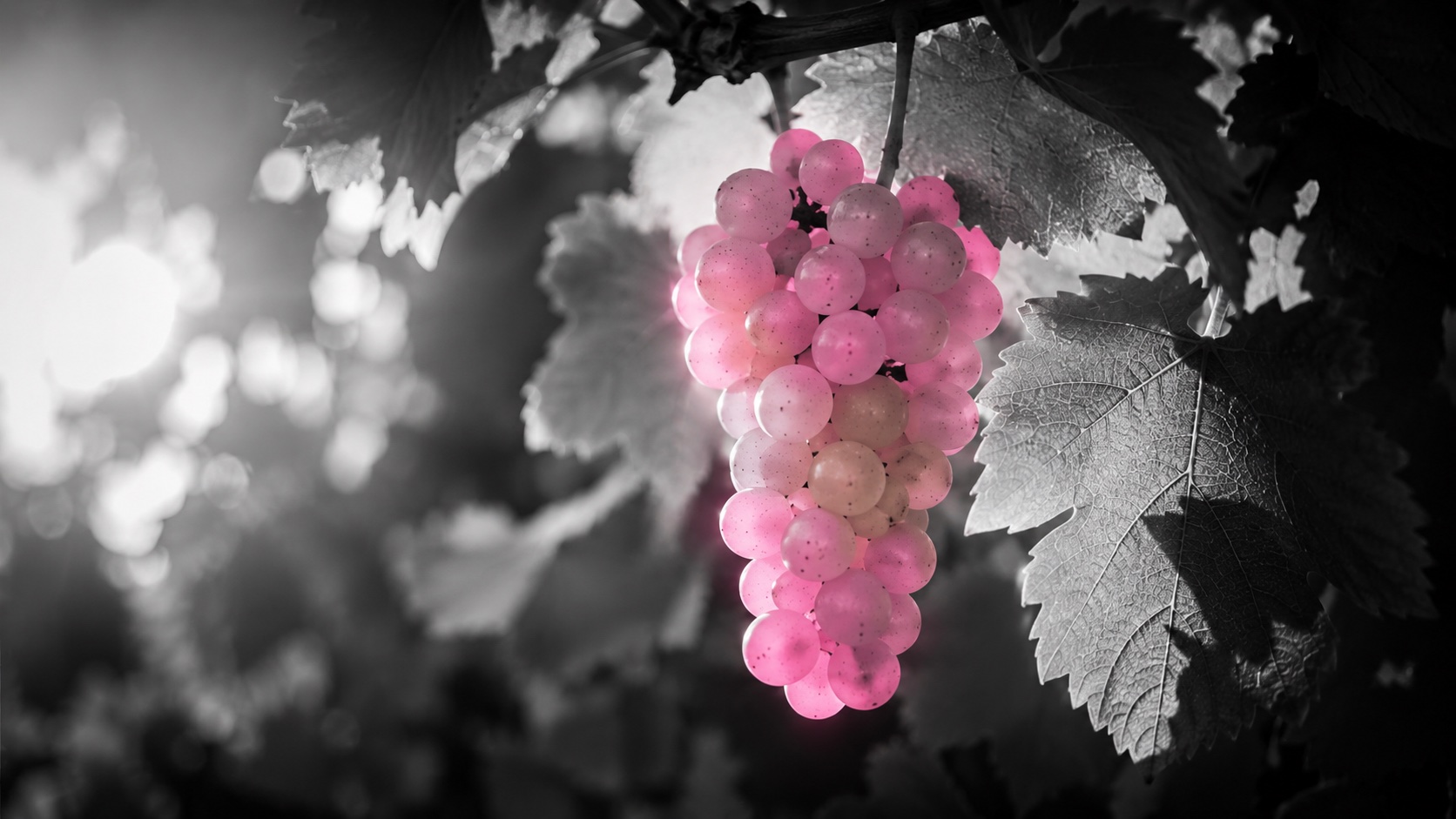 Weißwein wird an einem hellen Tisch ins Glas geschenkt, Schwarzweiß, der Wein leuchtet magenta