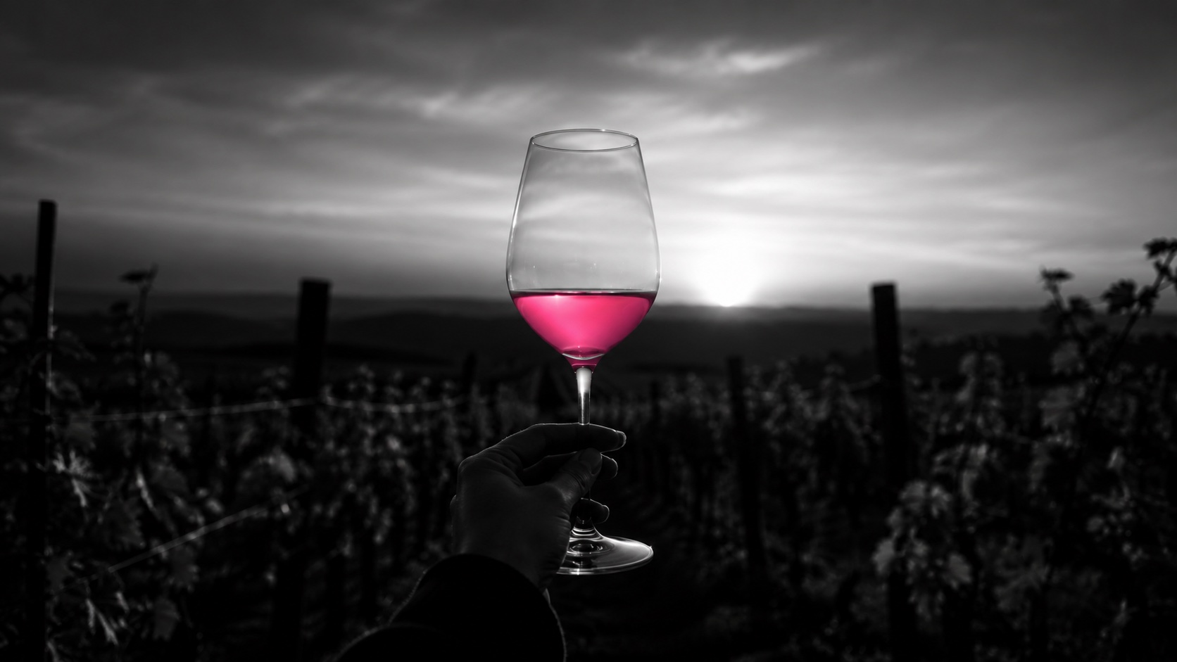 Ein Glas Grauburgunder im Gegenlicht, Schwarzweiß, der Wein leuchtet magenta